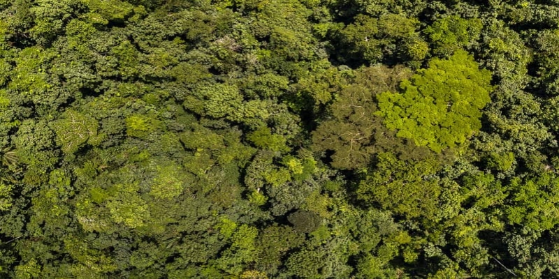 Photo Axel Fassio/ Cifor-icraf